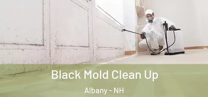  Black Mold Clean Up Albany - NH