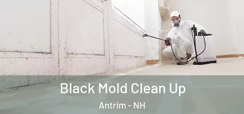  Black Mold Clean Up Antrim - NH