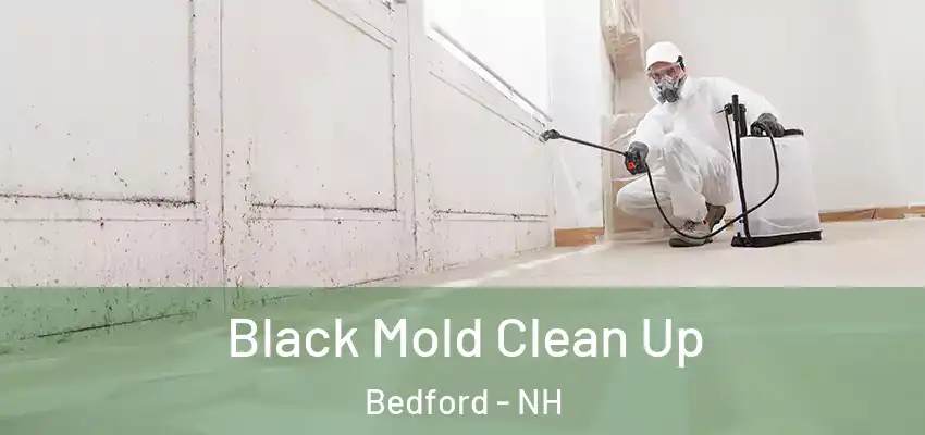  Black Mold Clean Up Bedford - NH