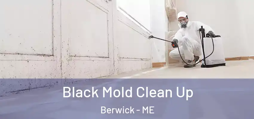  Black Mold Clean Up Berwick - ME