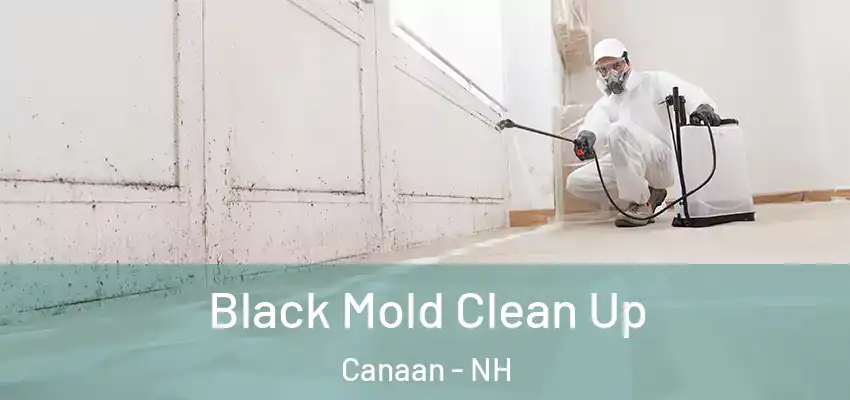  Black Mold Clean Up Canaan - NH