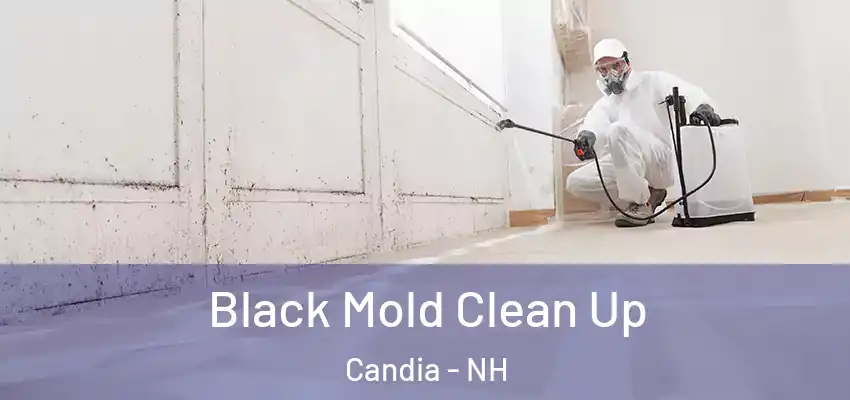  Black Mold Clean Up Candia - NH