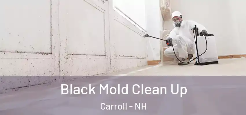 Black Mold Clean Up Carroll - NH