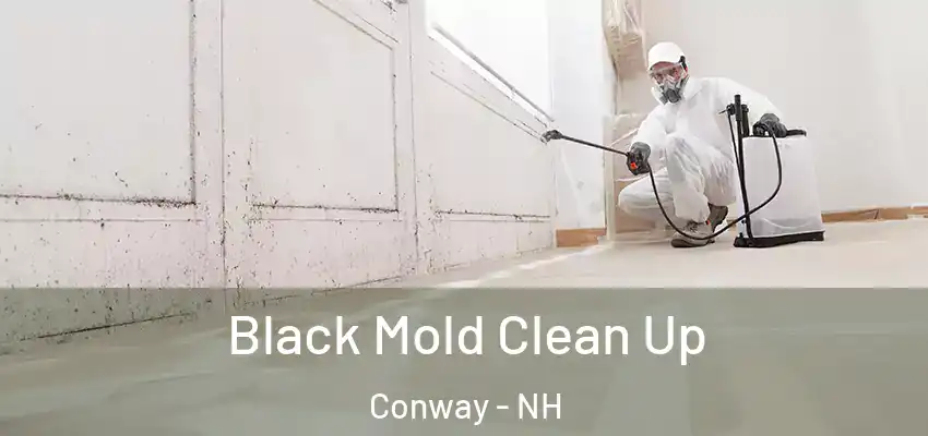  Black Mold Clean Up Conway - NH