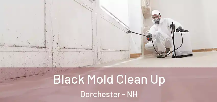  Black Mold Clean Up Dorchester - NH
