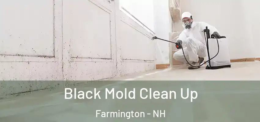  Black Mold Clean Up Farmington - NH
