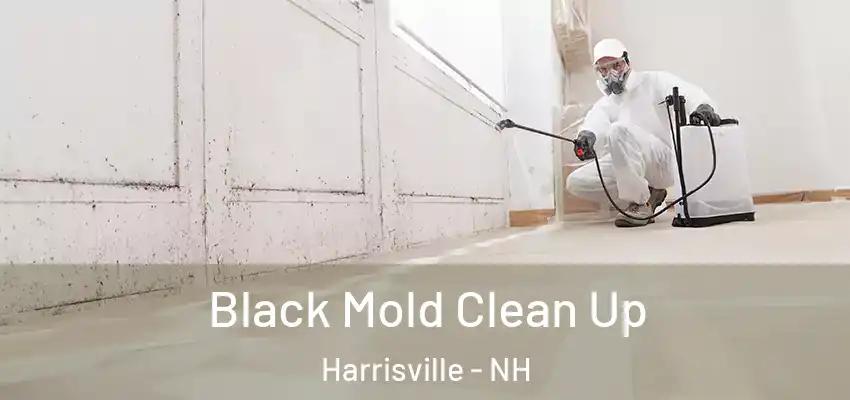  Black Mold Clean Up Harrisville - NH