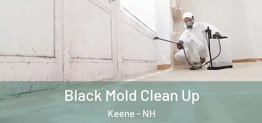  Black Mold Clean Up Keene - NH
