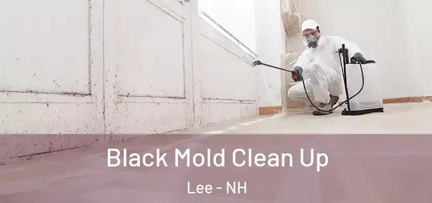  Black Mold Clean Up Lee - NH
