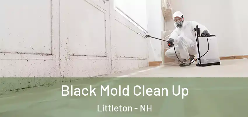  Black Mold Clean Up Littleton - NH
