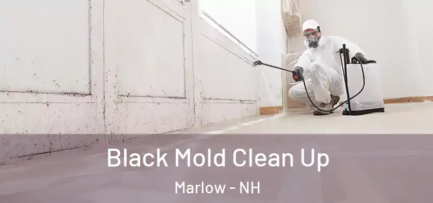  Black Mold Clean Up Marlow - NH