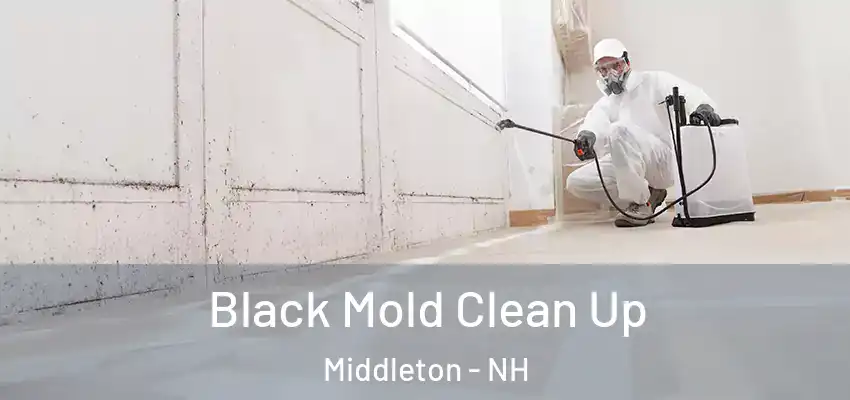  Black Mold Clean Up Middleton - NH