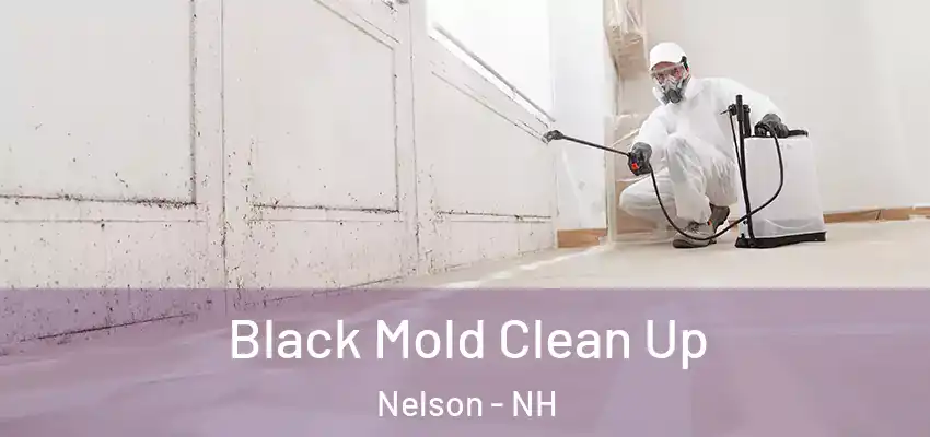 Black Mold Clean Up Nelson - NH