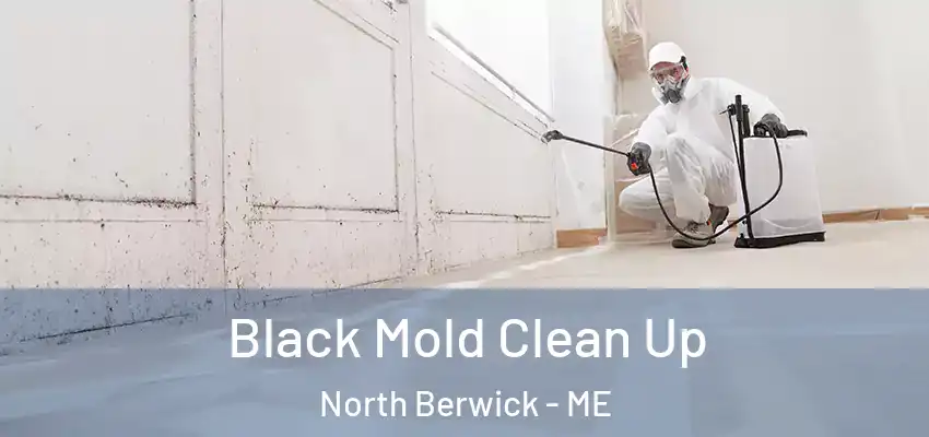  Black Mold Clean Up North Berwick - ME