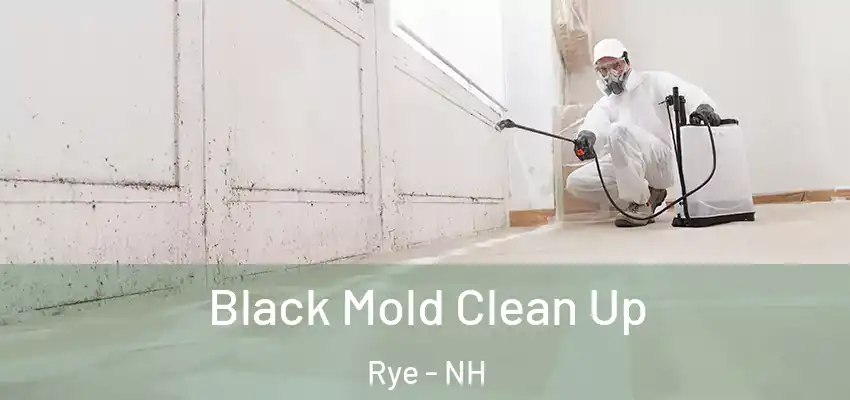  Black Mold Clean Up Rye - NH