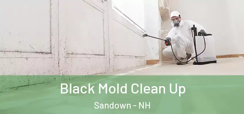 Black Mold Clean Up Sandown - NH