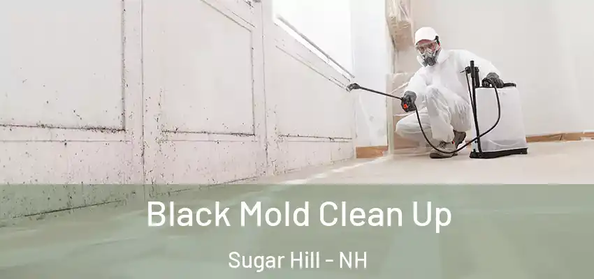  Black Mold Clean Up Sugar Hill - NH