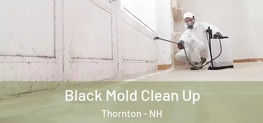  Black Mold Clean Up Thornton - NH