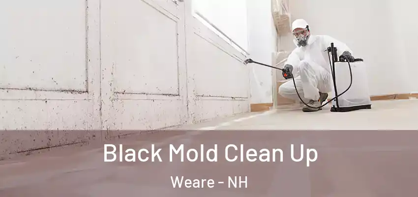  Black Mold Clean Up Weare - NH