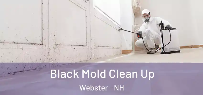  Black Mold Clean Up Webster - NH