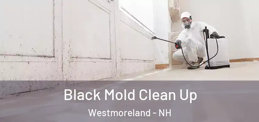  Black Mold Clean Up Westmoreland - NH
