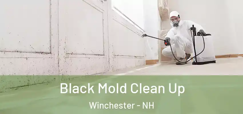  Black Mold Clean Up Winchester - NH