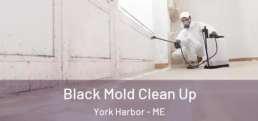  Black Mold Clean Up York Harbor - ME