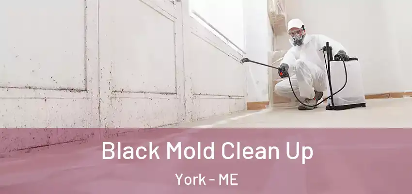  Black Mold Clean Up York - ME