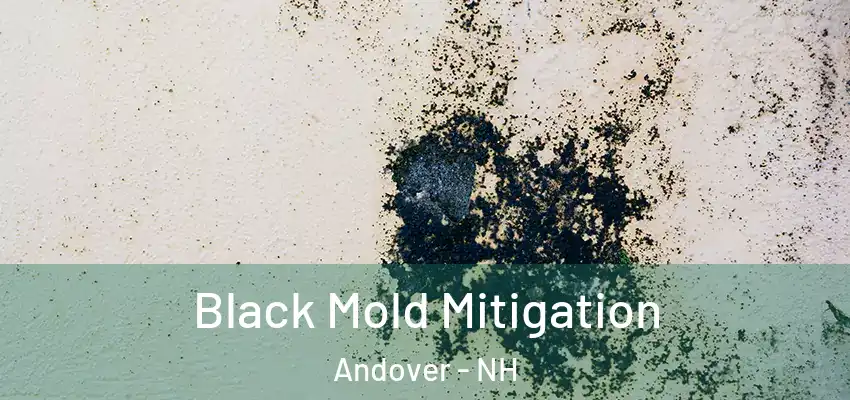  Black Mold Mitigation Andover - NH