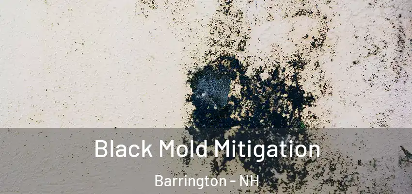  Black Mold Mitigation Barrington - NH