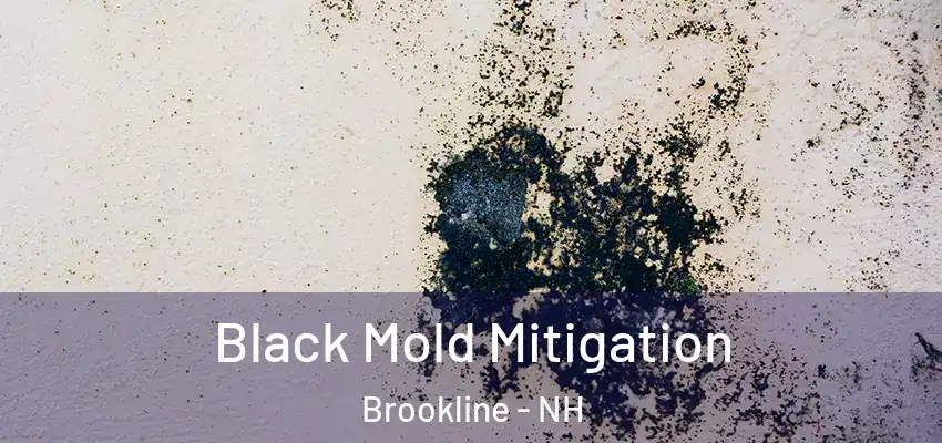  Black Mold Mitigation Brookline - NH
