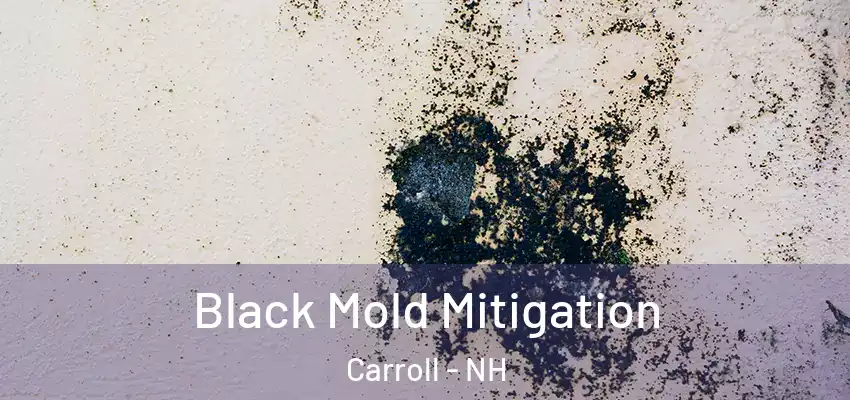  Black Mold Mitigation Carroll - NH
