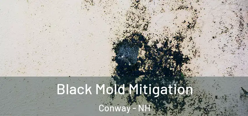  Black Mold Mitigation Conway - NH