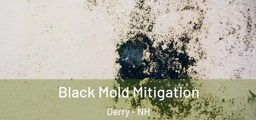  Black Mold Mitigation Derry - NH