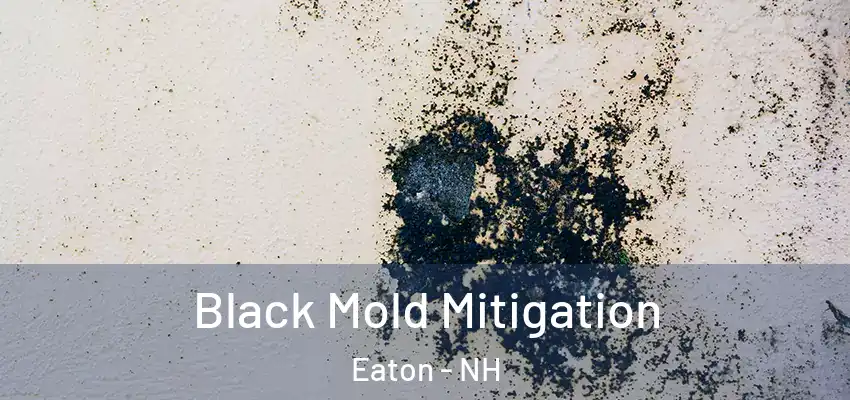  Black Mold Mitigation Eaton - NH