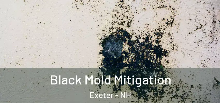 Black Mold Mitigation Exeter - NH