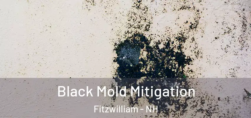 Black Mold Mitigation Fitzwilliam - NH