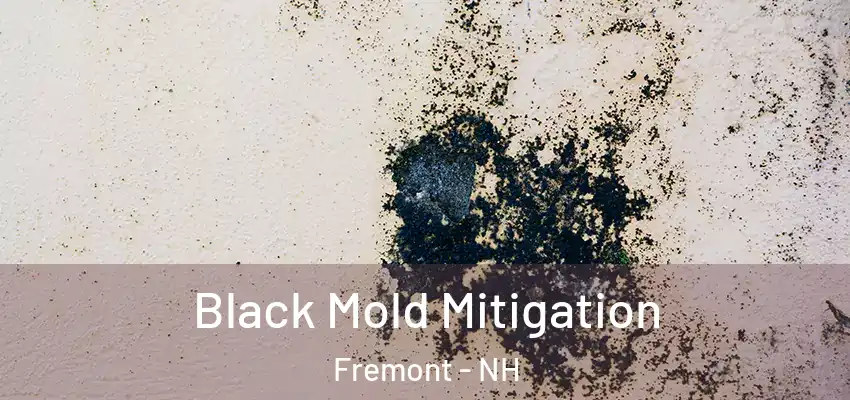  Black Mold Mitigation Fremont - NH