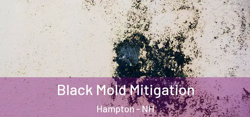 Black Mold Mitigation Hampton - NH