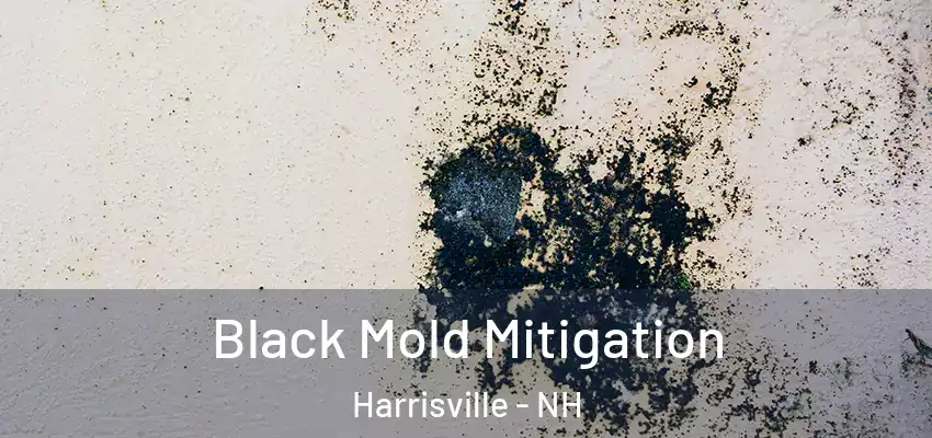  Black Mold Mitigation Harrisville - NH