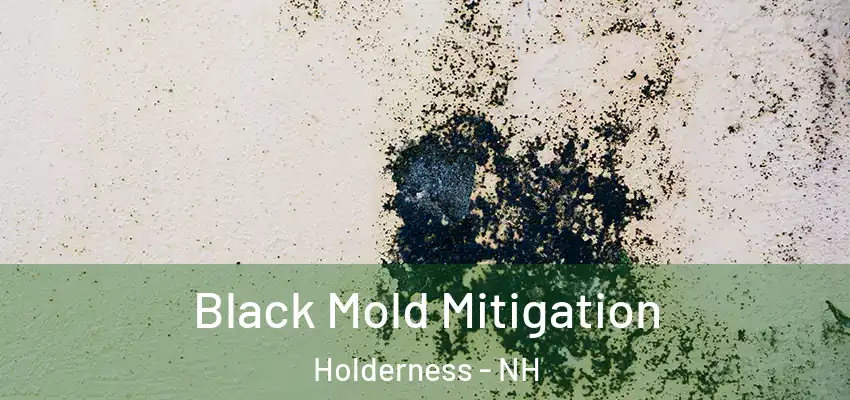  Black Mold Mitigation Holderness - NH