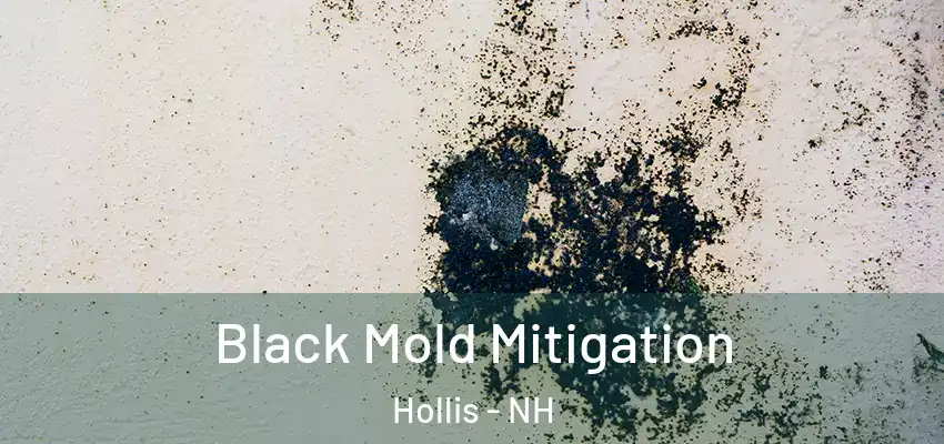 Black Mold Mitigation Hollis - NH