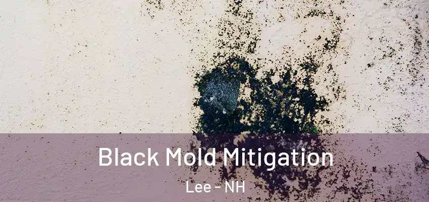  Black Mold Mitigation Lee - NH