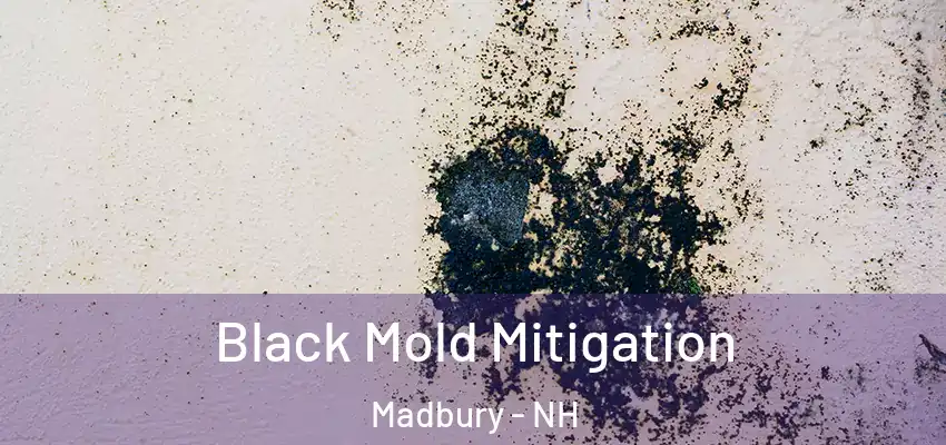  Black Mold Mitigation Madbury - NH