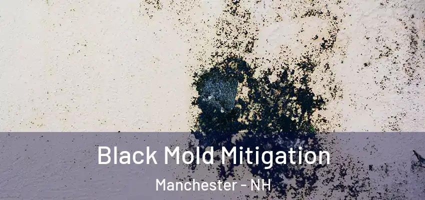 Black Mold Mitigation Manchester - NH