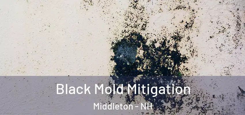  Black Mold Mitigation Middleton - NH