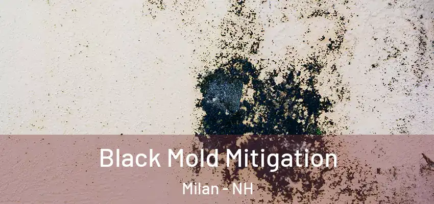  Black Mold Mitigation Milan - NH