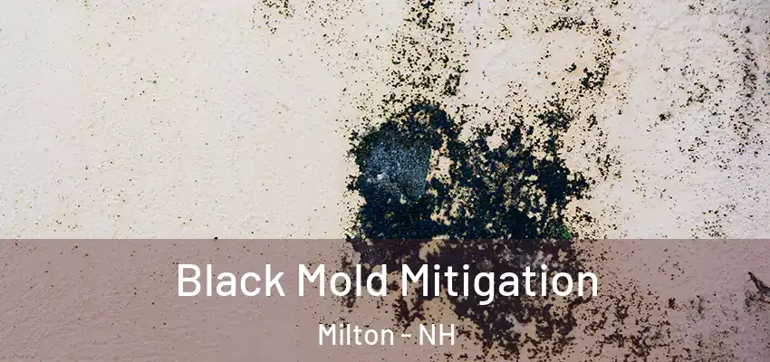  Black Mold Mitigation Milton - NH