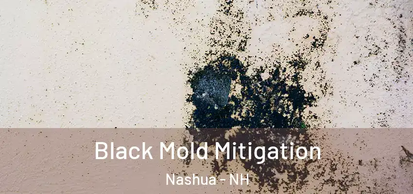 Black Mold Mitigation Nashua - NH