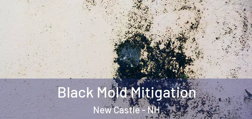  Black Mold Mitigation New Castle - NH